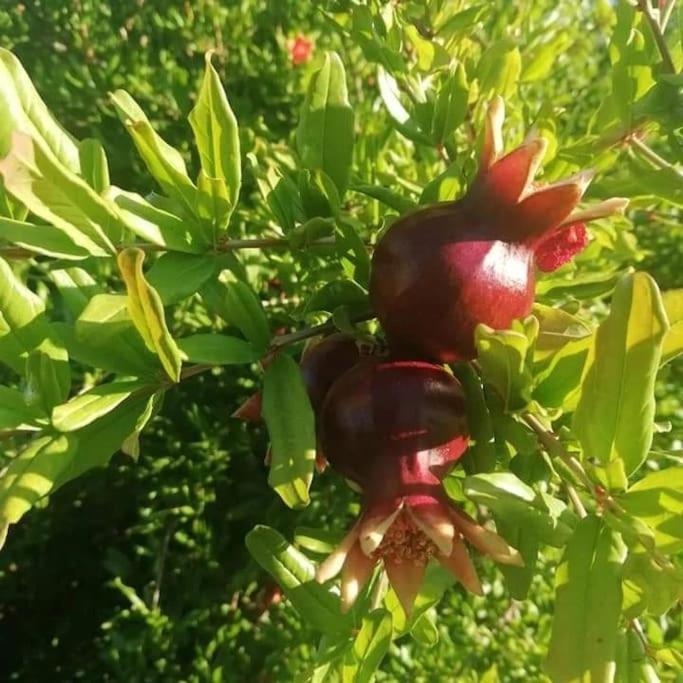 Olive Grove Cottage Skalani Knosos ภายนอก รูปภาพ