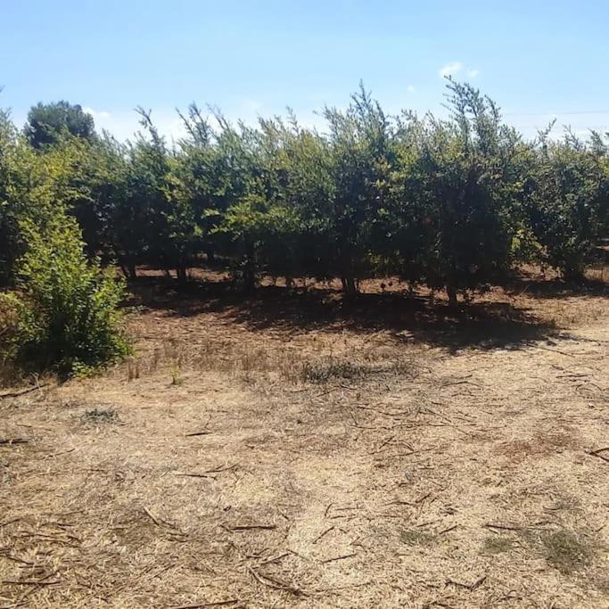 Olive Grove Cottage Skalani Knosos ภายนอก รูปภาพ