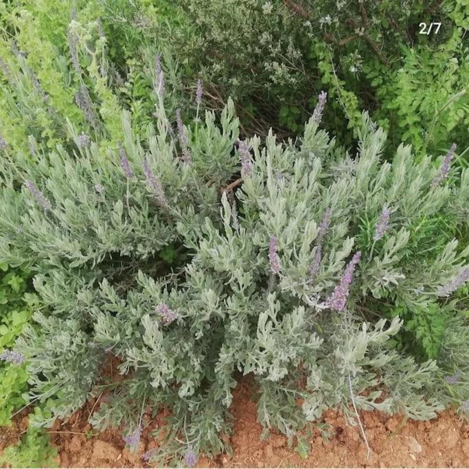 Olive Grove Cottage Skalani Knosos ภายนอก รูปภาพ
