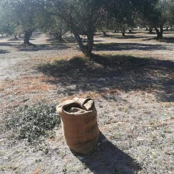 Olive Grove Cottage Skalani Knosos ภายนอก รูปภาพ
