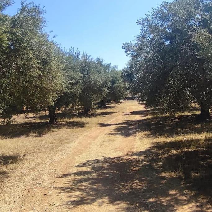 Olive Grove Cottage Skalani Knosos ภายนอก รูปภาพ