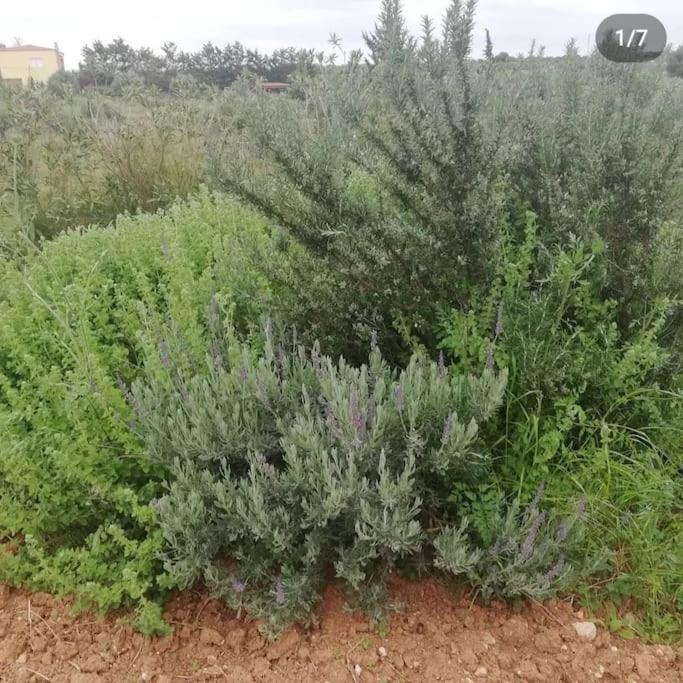 Olive Grove Cottage Skalani Knosos ภายนอก รูปภาพ