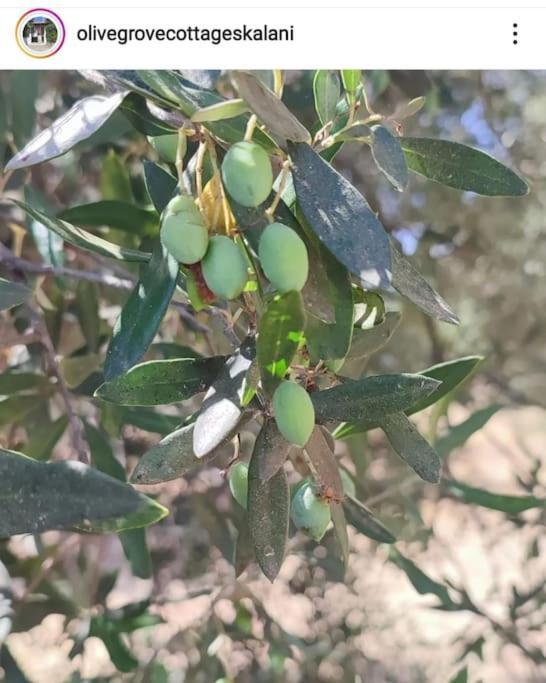 Olive Grove Cottage Skalani Knosos ภายนอก รูปภาพ