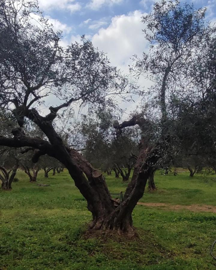 Olive Grove Cottage Skalani Knosos ภายนอก รูปภาพ