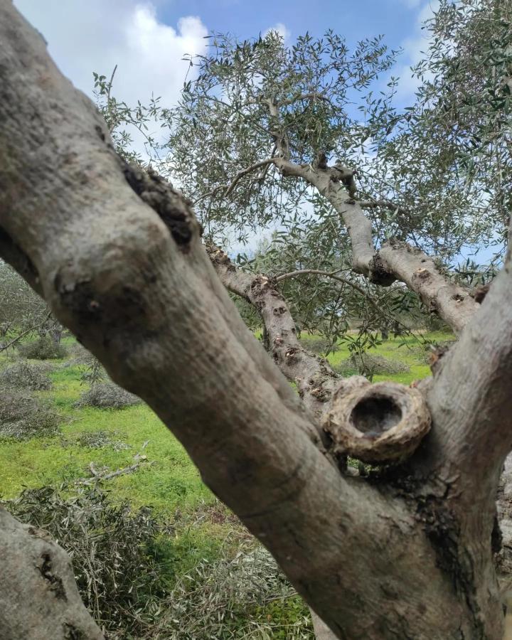Olive Grove Cottage Skalani Knosos ภายนอก รูปภาพ